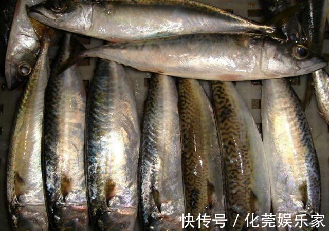 吃起来|好吃又便宜的4种海鲜鱼,基本“没腥味”,吃起来相当过瘾