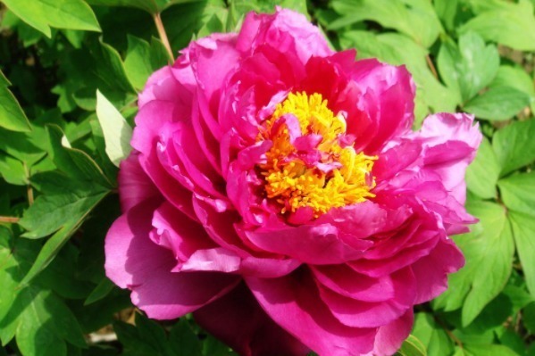 心者貌@做人别太老实,学会4招“为人处世”的金律,就没人敢欺负你!