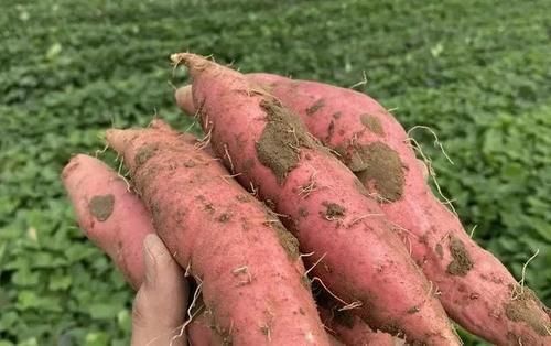 老年人科学的饮食搭配，有益于推迟衰老，健康长寿