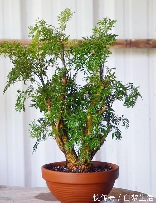 福禄桐|养在客厅里特别霸气的几种大型植物,有的还能养成盆景