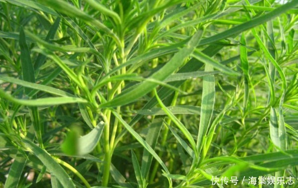 农村野草用处大,能吃能用价值高,搞卫生的好帮手