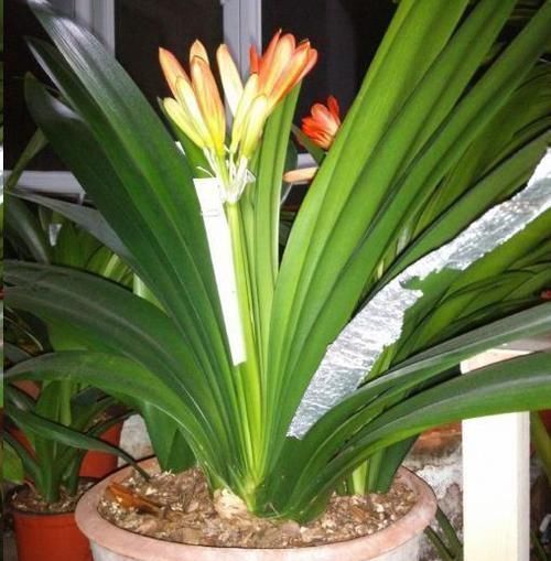 花盆|往君子兰花盆里丢一点这个，叶子又绿又亮，一年开花两次