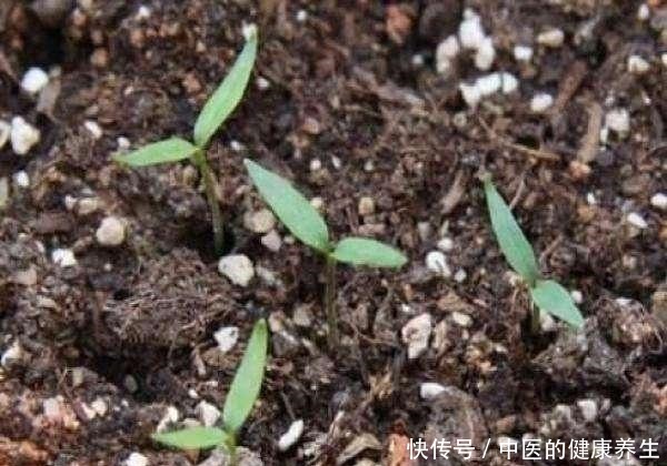 阳台养一盆辣椒,好养又漂亮,一个小技巧,一棵能结10斤!