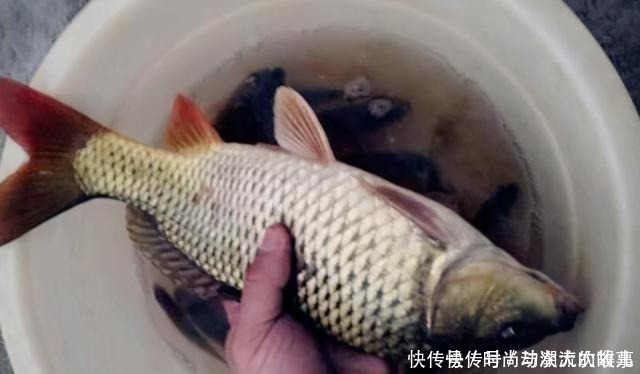 公开|鲤鱼钓了三十年，至今才公开这饵料，一般人还真不晓得，莫泄露