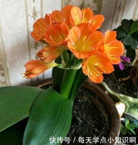 叶子|君子兰长满“大水缸”,叶子蹿满32片,“这样”养,你的也可以!