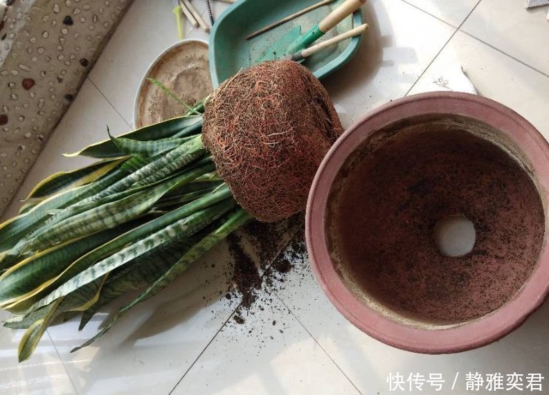 8种花，秋天翻盆顺便分株，一盆变多盆，明年光买盆就足够了