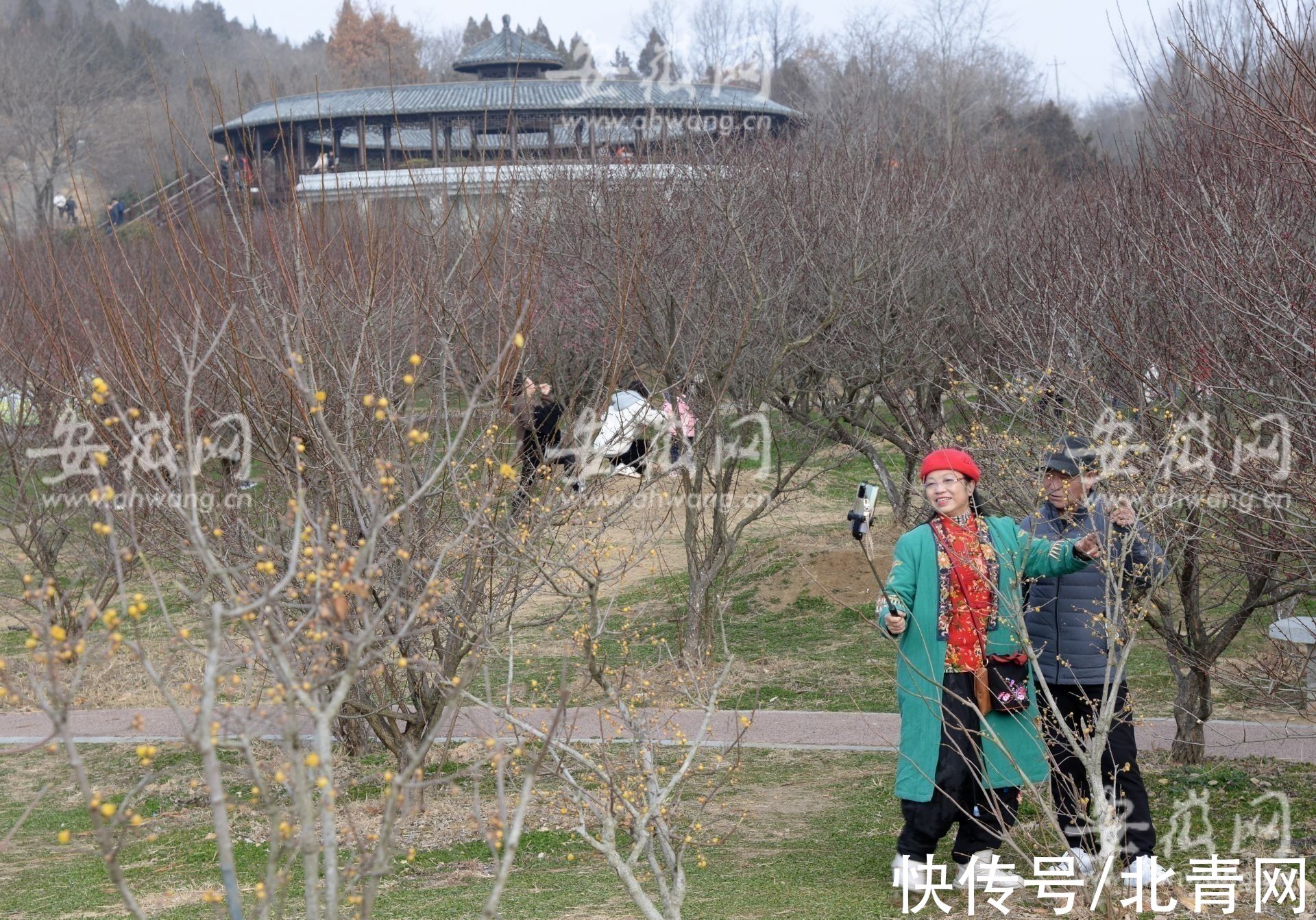 梅园|淮南梅园梅花绽放 市民前往游玩（组图）