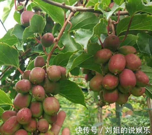 癌症|水果界的新宠,不仅口味鲜甜,营养丰富,更具药用价值,来了解下