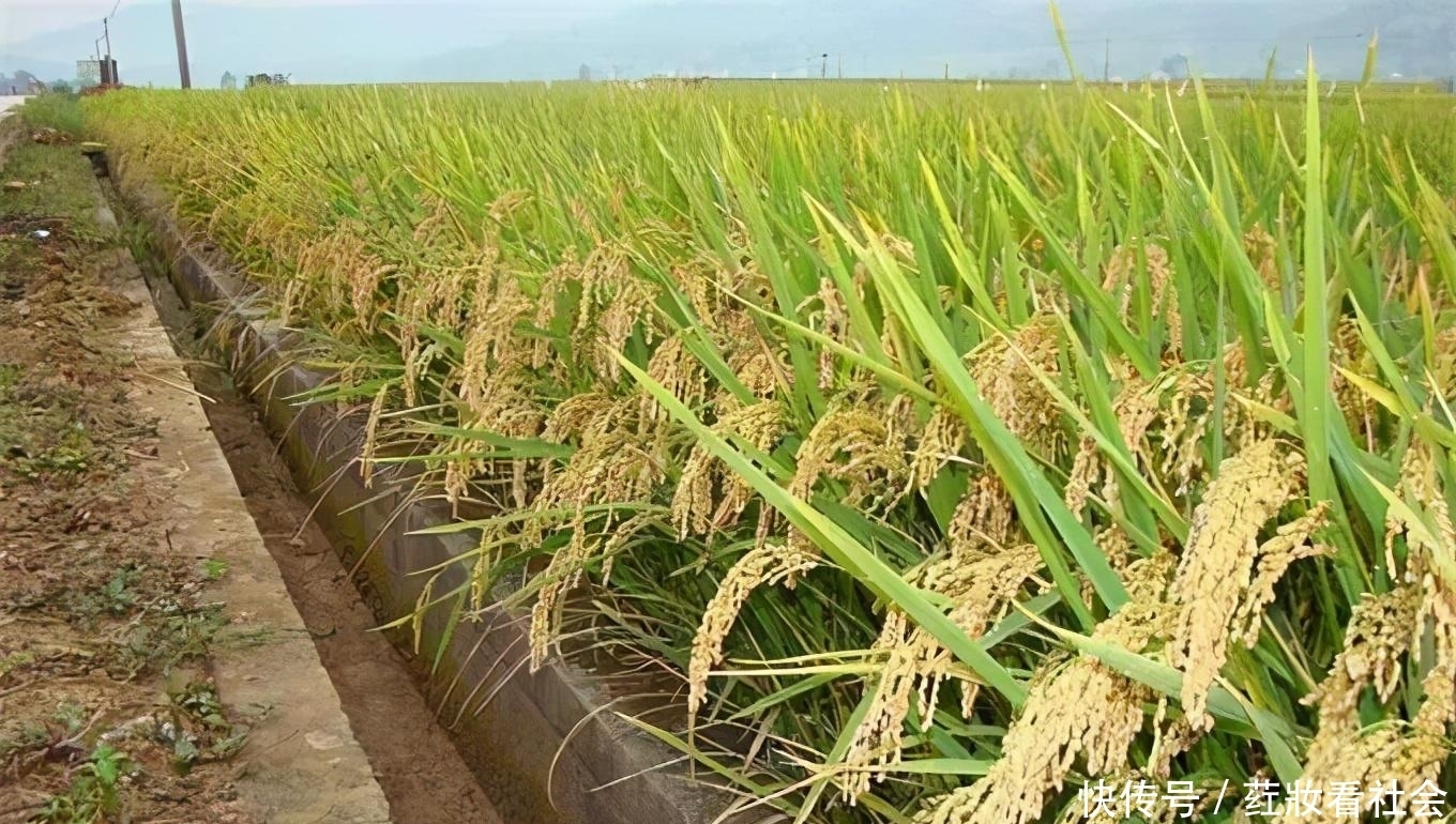 夸人|人们常说的:四体不勤,五谷不分,意思是骂人还是夸人呢?