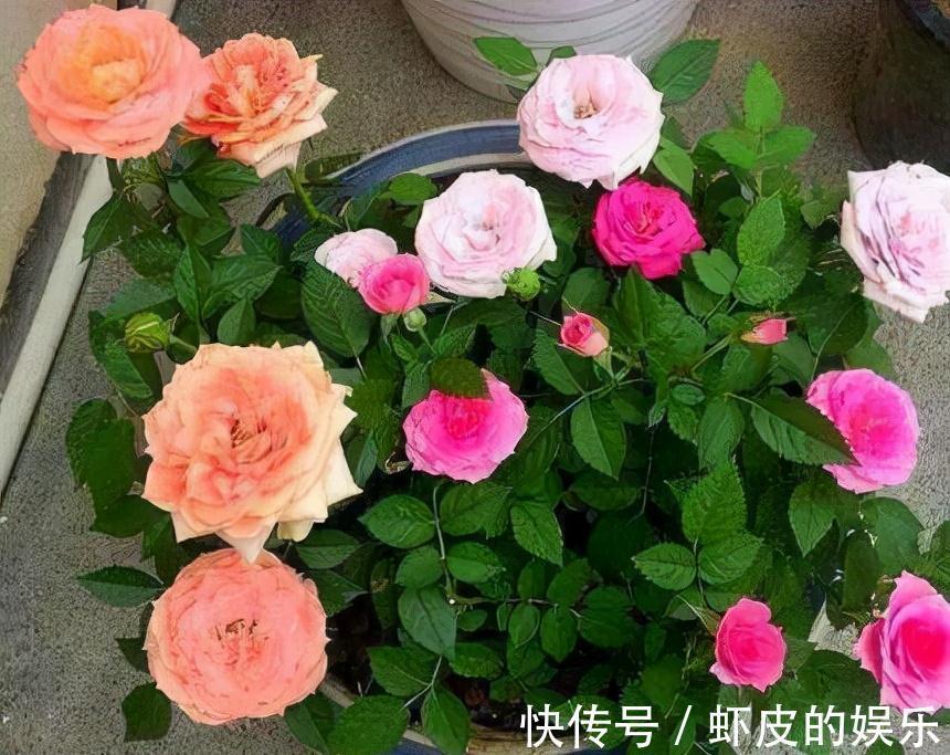 牡丹花|元旦前,“七种花”赶紧搬到阳台上冻一冻,生长茂盛,花苞呼呼冒
