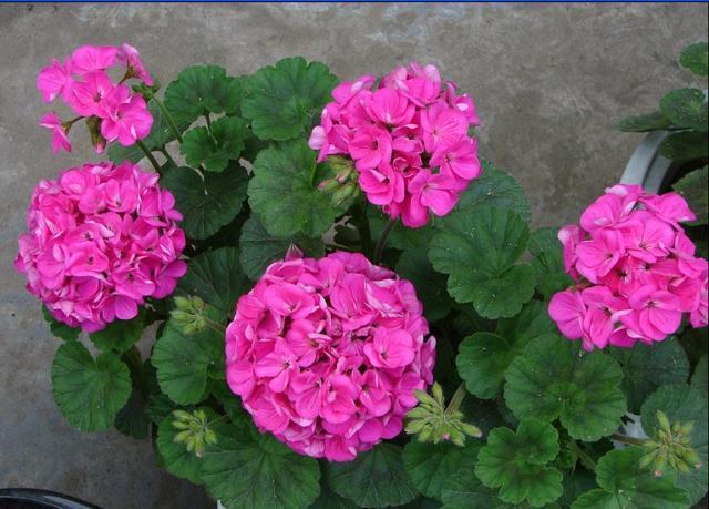 花期|新手爱花试试这两种,找根枝条就能扦插,从现在开花到来年春