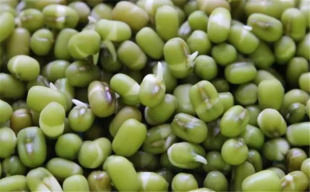 狗肉|医生提醒绿豆不能和4种食物一起吃,现在知道还不迟!