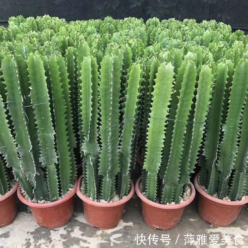 养护|青龙骨霸气寓意好,摆对了位置能镇宅,喜欢的朋友赶紧养