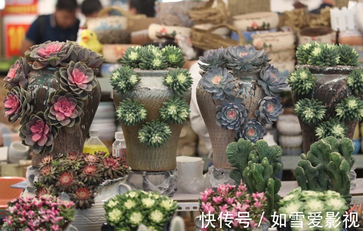 这1点没做好,多肉颜值会下降!看看高手怎么处理枯叶