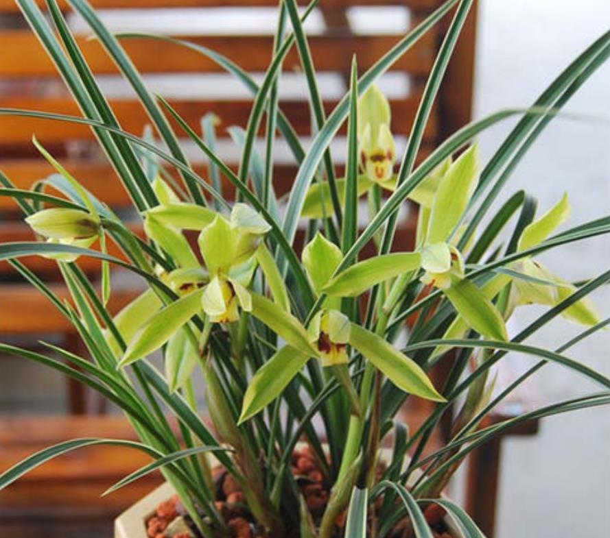 养兰花的“小妙招”，年后做好这“2步”，新芽才能翻倍长！