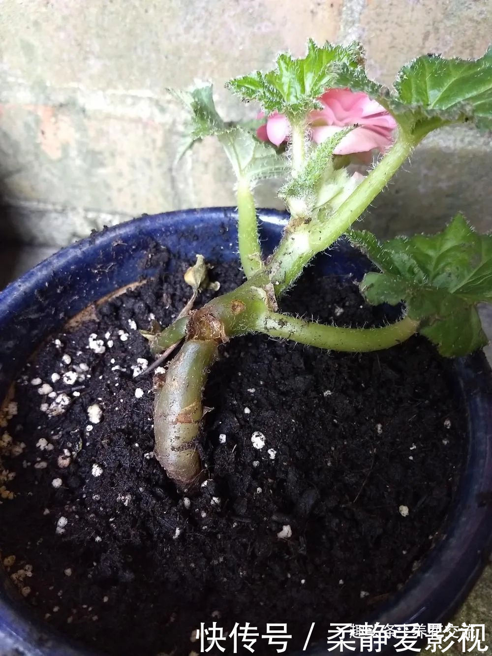 秋海棠盆栽养护问题解答，病虫害防护，不开花和新芽脱落解决方案