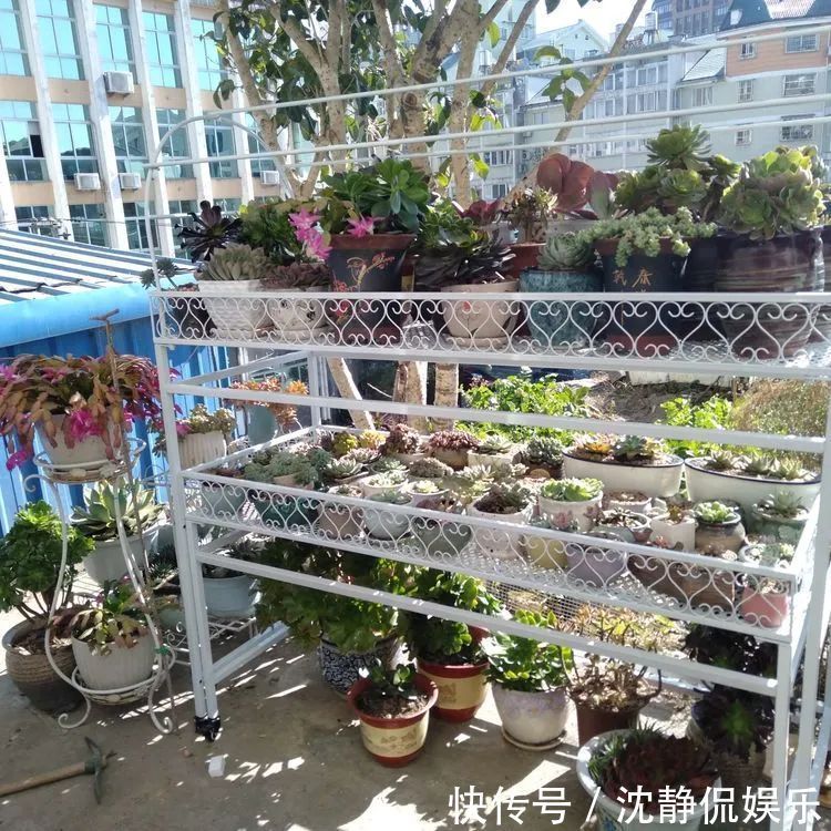 昂斯诺|一直都养不活花,直到遇见了多肉!只要用心,就能变美!