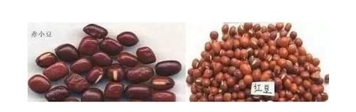 赤小豆|祛濕別再迷戀薏米紅豆！該怎樣更有效的祛濕呢？