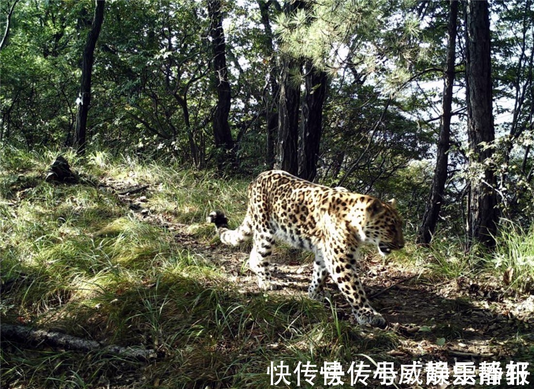 豹子|西太行山发现一只华北豹，右前肢受伤严重，可能为野猪所伤