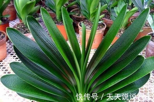 君子兰换盆做好5点，服盆快不烂根