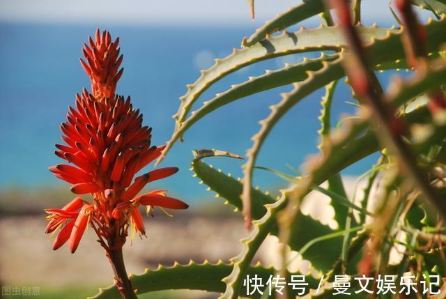 花友|如果你家芦荟长“小尾巴”,别剪掉,请珍惜,比较少见