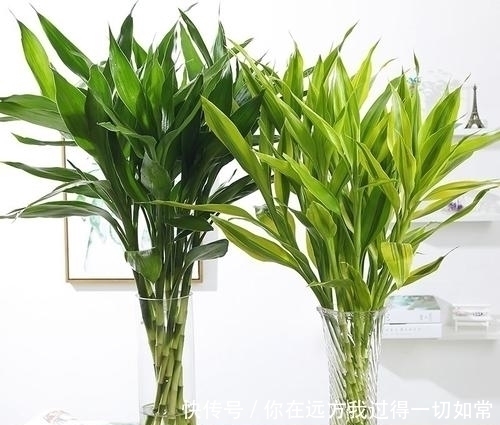 绿萝|5种耐阴花,家里采光不好也能养,叶油绿生长旺,值得拥有!