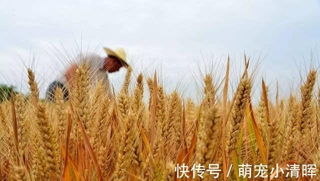 羊肉论斤吃,大葱按捆卖,白菜卡车装,带你瞧瞧啥才叫南北差异