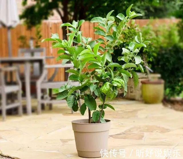 微酸性|养花不如种果，这8种盆栽，年年爆盆，一家人一年都吃不完！