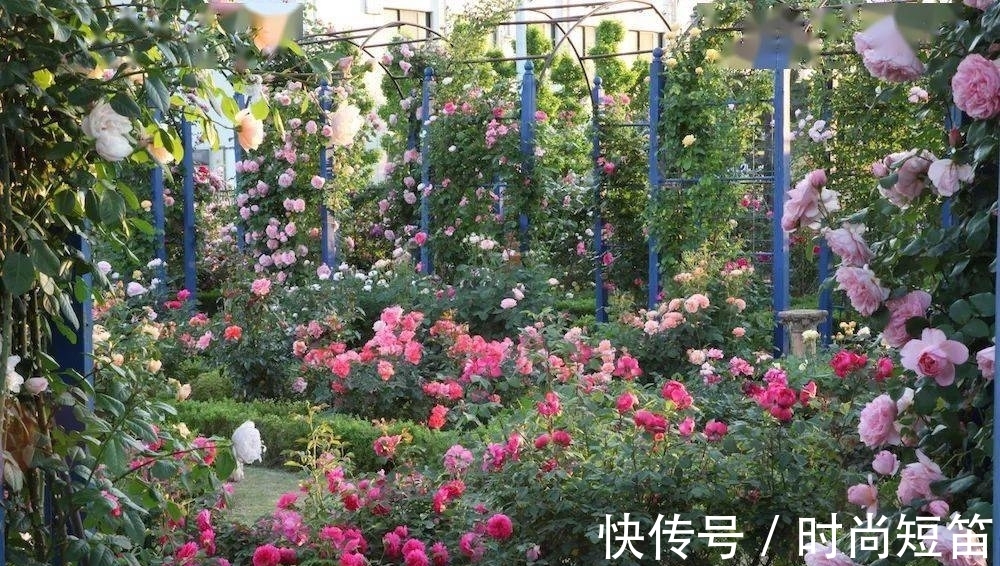 月季花墙，小苗快速成型的“窍门”，一年满枝芽，长出一面花墙
