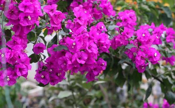 养三角梅,学4招,叶绿枝壮,花苞抢着冒,一次开成“花树”