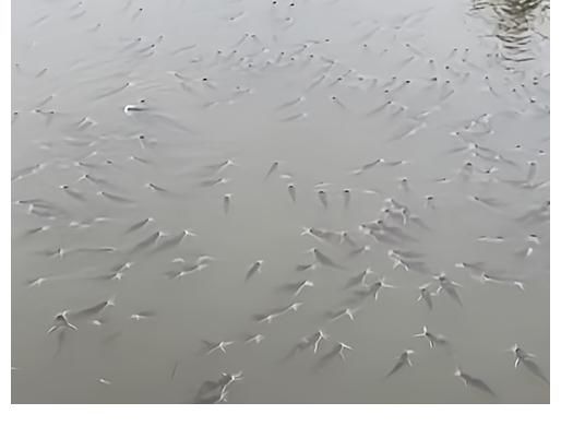 钓鱼|大雨后，安徽一河道浮着一层鱼，钓鱼人：都是黄辣丁，2小时钓1盆