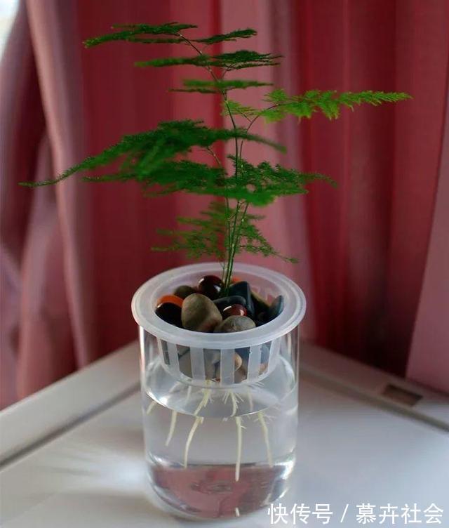 支撑架|3种花养不好“别放弃”,直接扔水里,10天就生根,比绿萝还好养