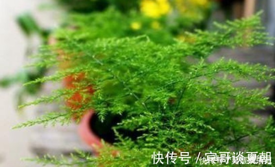 竹芋|这3种花最怕阳光，越阴凉越生长的旺！阳光晒反而活不长