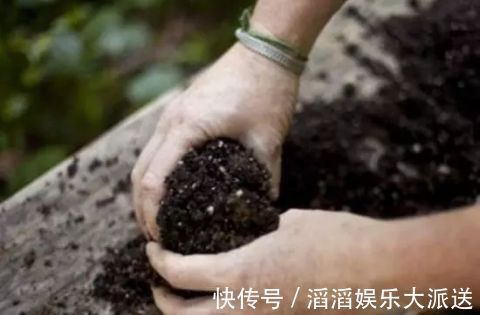 有机肥液|竹节海棠怎么养多开花，八大要点让它一年四季花开爆盆