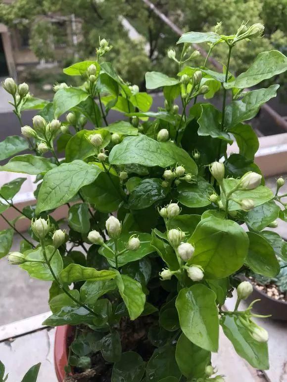 土壤板结|浇水有3个坏习惯，赶紧改，不然土壤板结像石块，花儿总烂根！