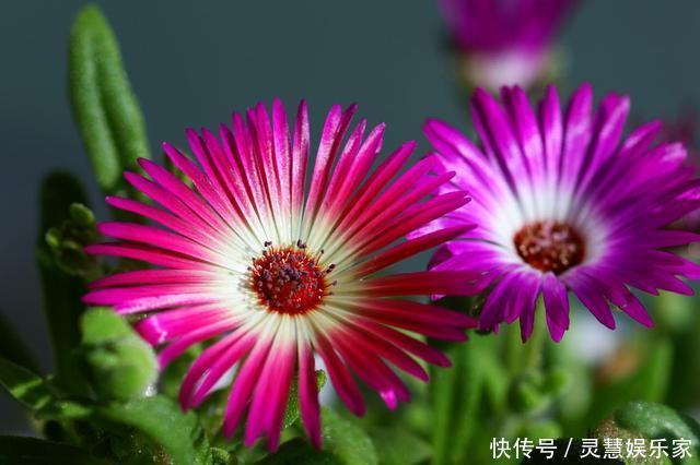 盆栽|此花比太阳花还好养,花色很漂亮,爆盆容易,值得入手