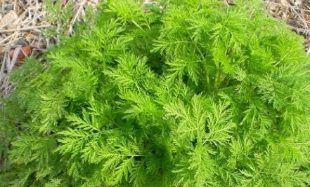 河边生的“野草”,人称“臭蒿”,叶子很像萝卜叶,功能用途多