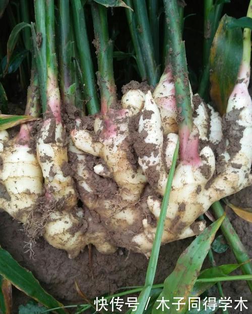 盆栽|阳台种生姜,只用泡沫箱,挖出几十斤,轻松收货“姜山”