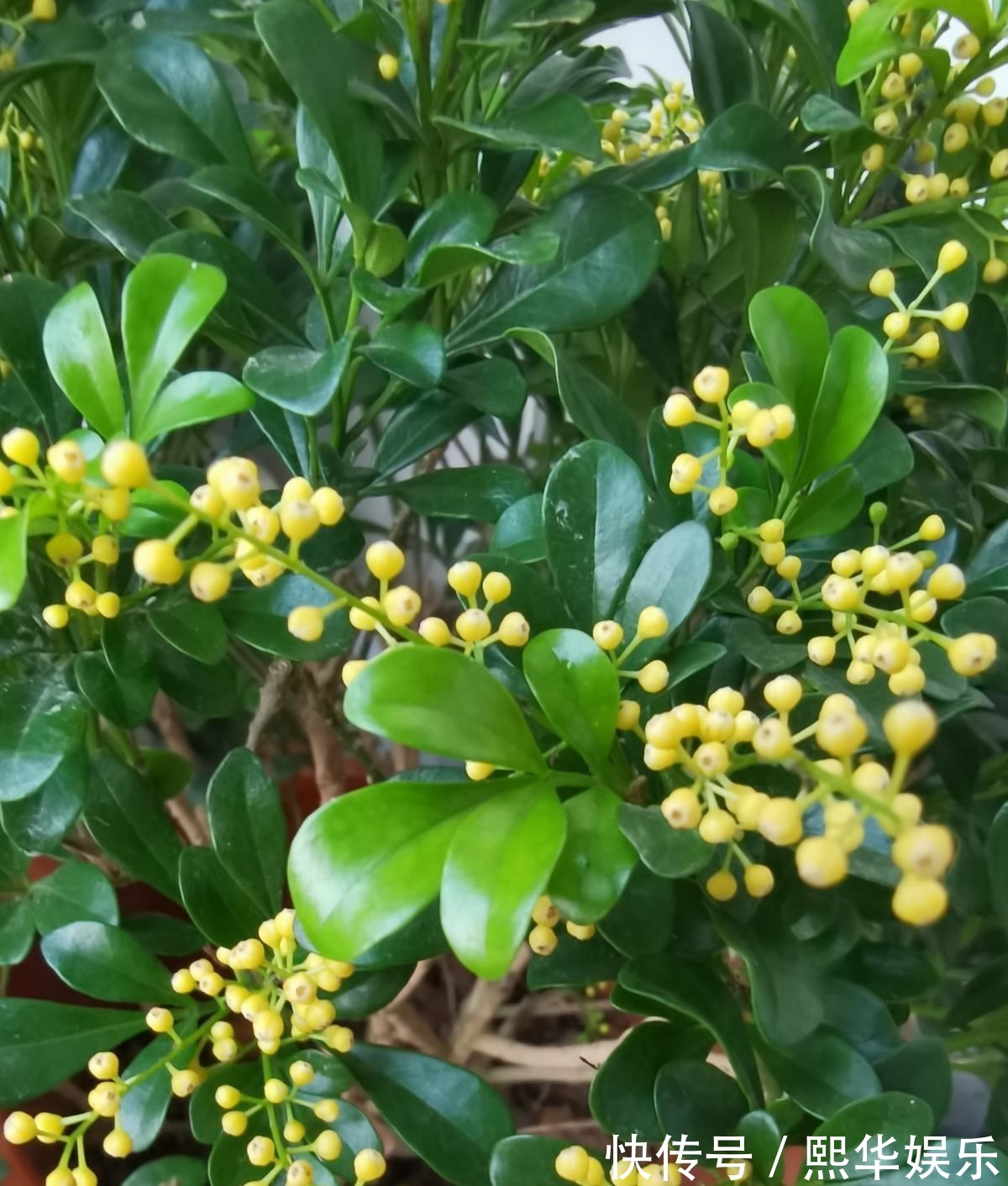 修剪|5种四季开花的植物，养一盆在家里，四季有花看