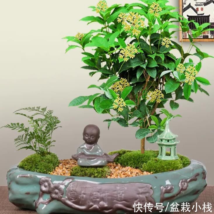width|进入秋季，养这种花才好看，寓意也挺好
