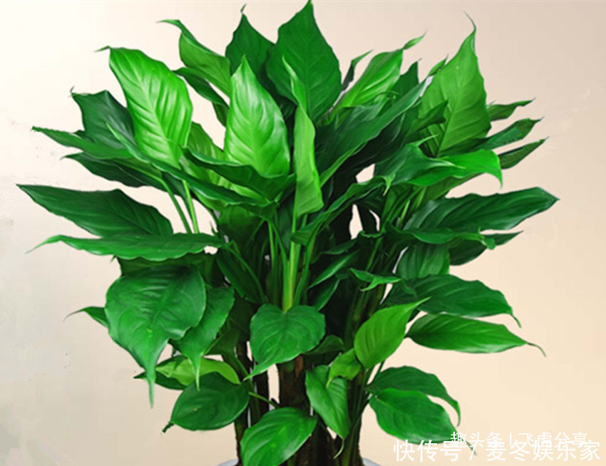 施肥|养花应注意,三种水不能浇,三种肥不能施,不然就会出问题