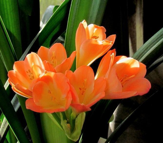 谨记|君子兰最怕“秋老虎”养护谨记“8个字”,秋老虎也得向它低头