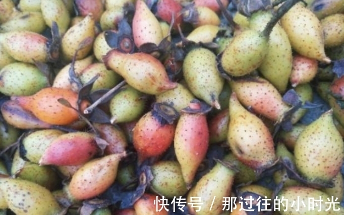 花瓣|农村这种长满刺的植物,果实可以酿酒,男人喝了有好处