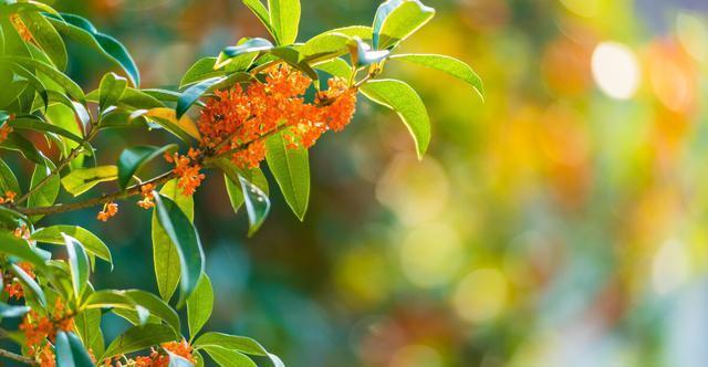 夏季|需要“富养”的花，天热也要施肥，不然越养越差劲