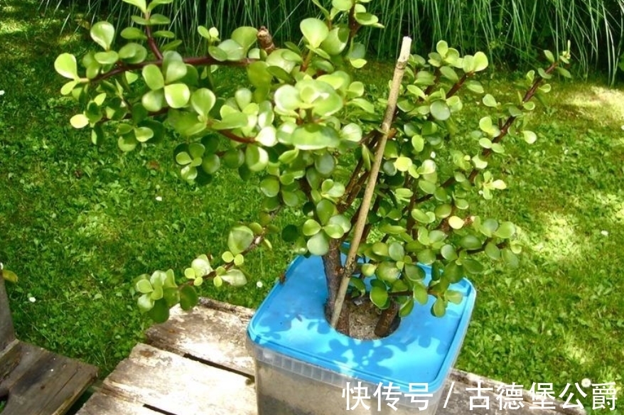 多注意这5点,金枝玉叶养成老桩,操作简单、成功率高