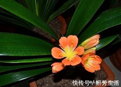 家养君子兰叶子总发黄这3个细节要做好，叶嫩花艳长势旺