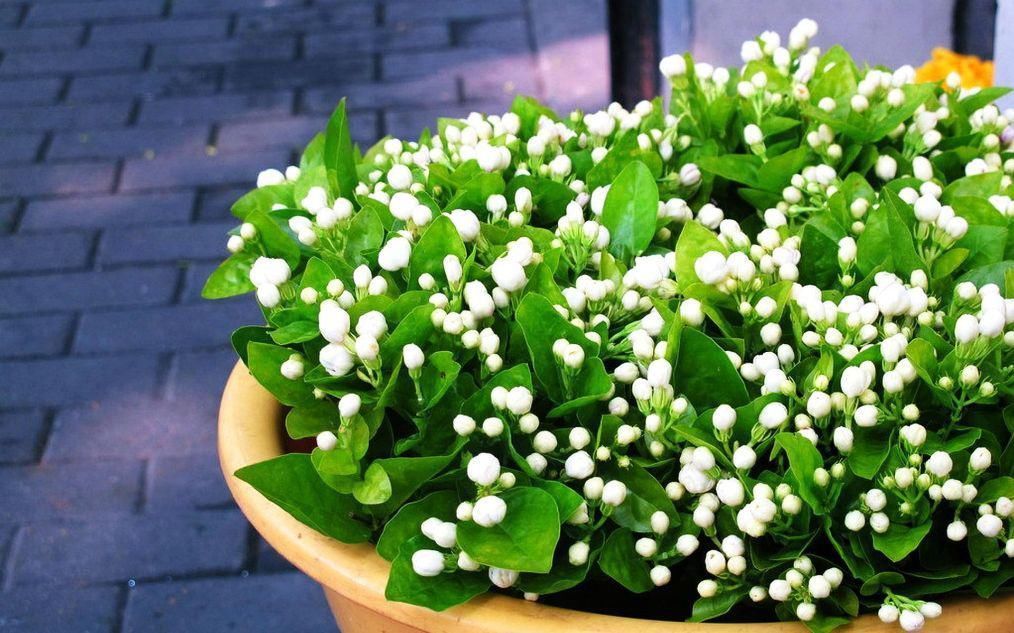 养茉莉花，记住这几点，让其枝繁叶茂，花开一茬接一茬