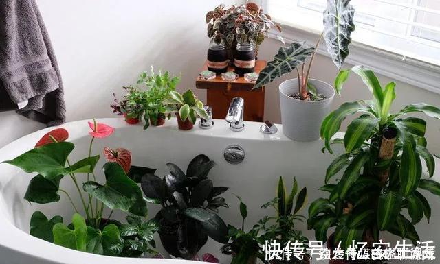 凉开水|用自来水、雨水、桶装水和凉开水养花的差别,哪种水养花最好呢