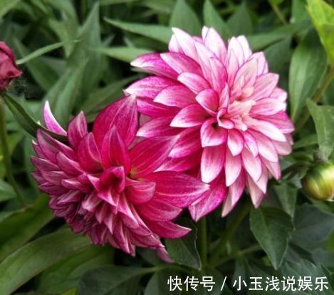 这几款花，养在家中幽香四溢，花色妖艳妩媚，花朵烂漫迷人眼