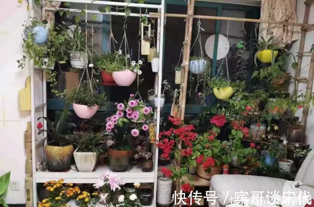 花园|养花技巧:客厅养一堆便宜花,一年四季开不停,没钱也能变花园!